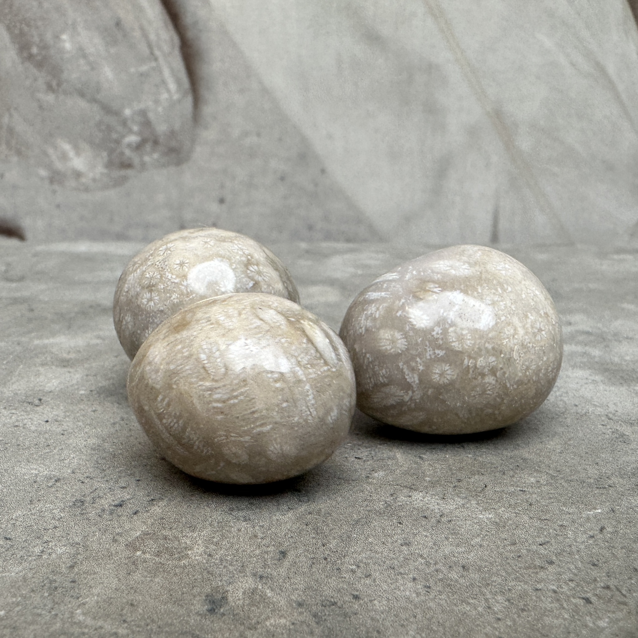 Fossiliserad Korall, cuddlestone